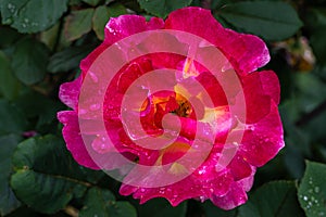 Flowering Floribunda Rose photo